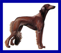 a well breed Saluki dog